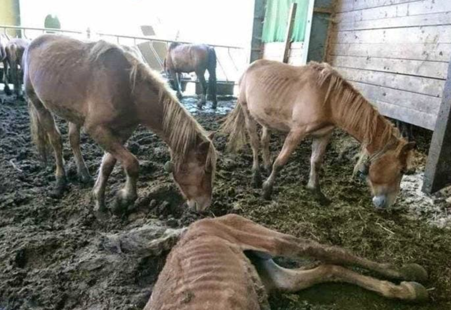 Stark abgemagerte und ausgezehrte Pferde: Der Tierhalter Ulrich K. hat in vielfacher Weise gegen die Tierschutznormen verstossen.