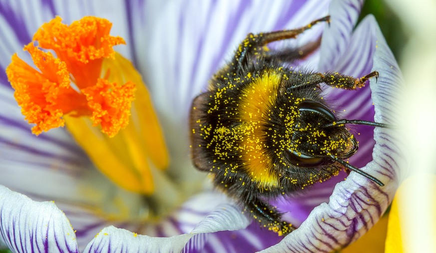 Dunkle Erdhummel