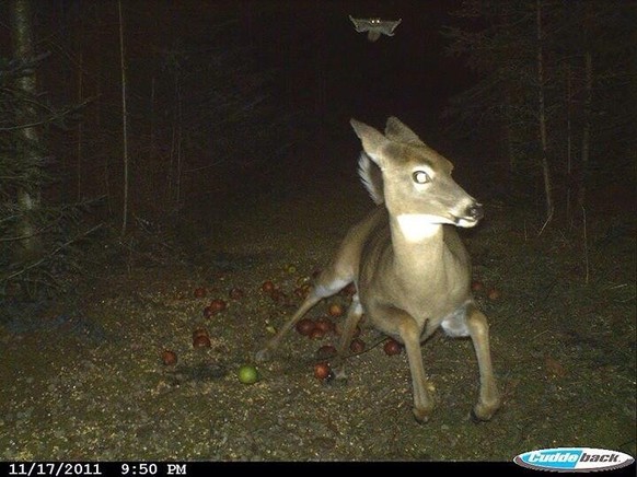 cute news tier reh wildtierkamera

https://imgur.com/gallery/deer-runs-from-flying-squirrel-caught-on-trail-camera-KOnelCA