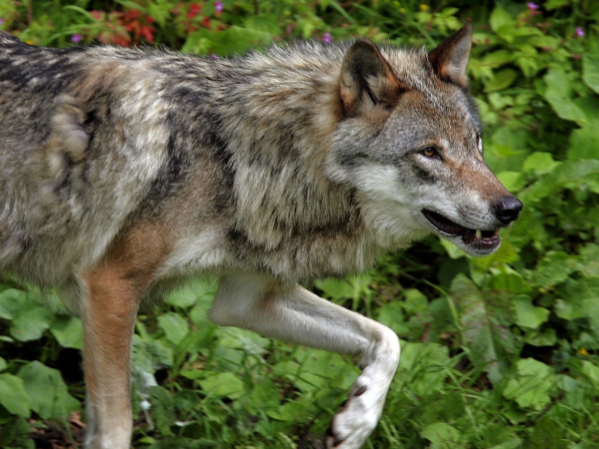 Un loup du parc animalier Juraparc du Mont d'Orzeires est photographie ce 9 juillet 2004 pres de Vallorbe, Vaud. (KEYSTONE/Fabrice Coffrini)