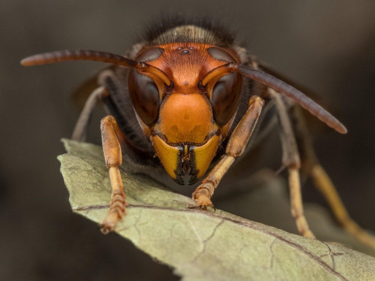 asiatische riesenhornisse.
asian giant hornet