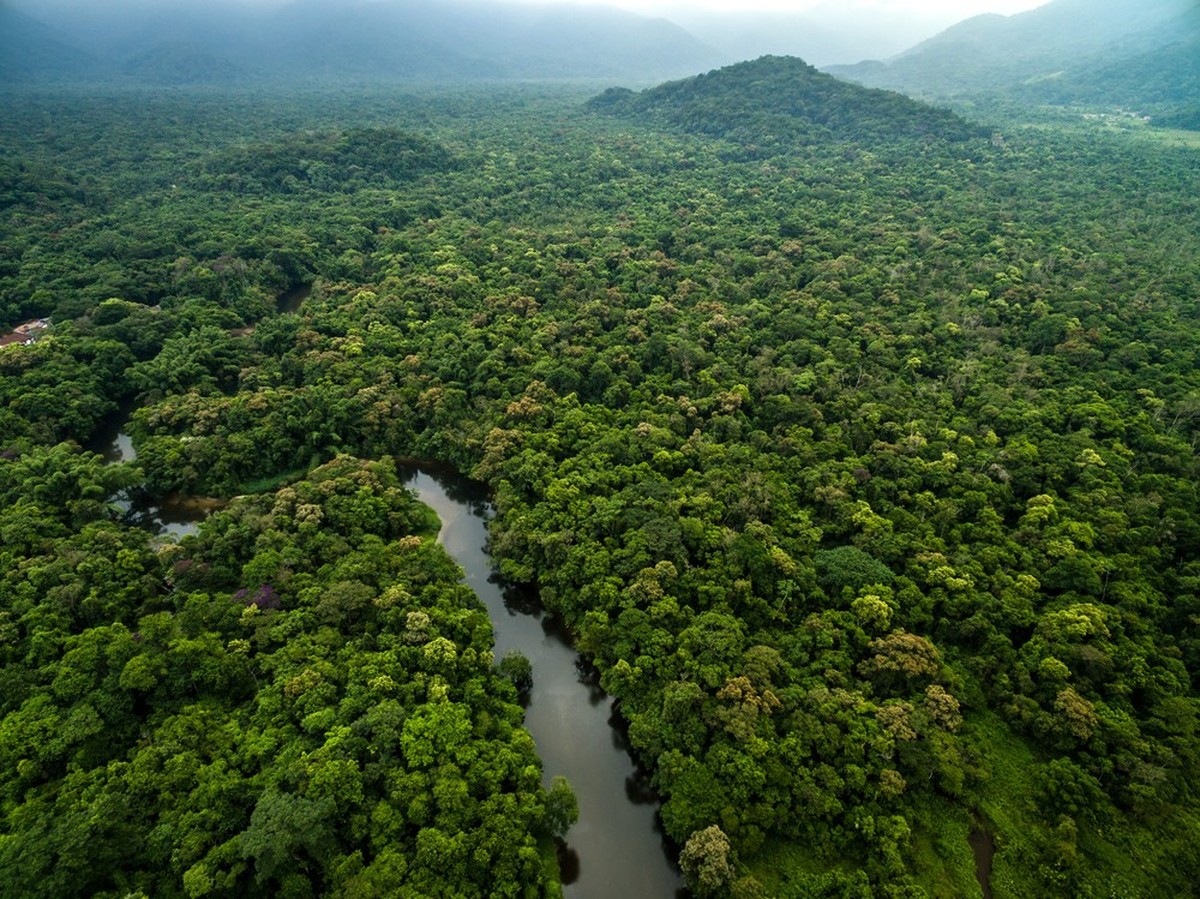 Regenwald im Amazonasgebiet.