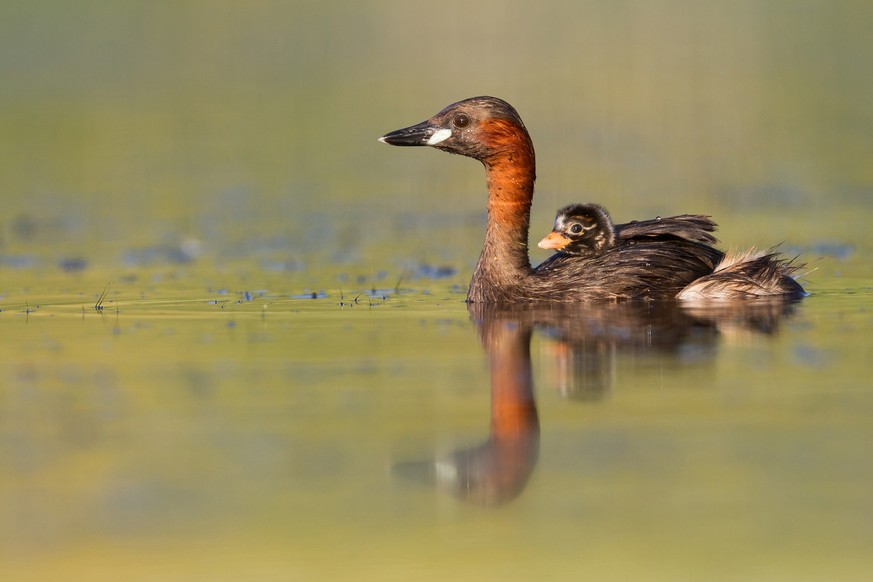 Little Grebe - Zwergtaucher - Tachybaptus ruficollis ssp. ruficollis, Germany, adult with chick