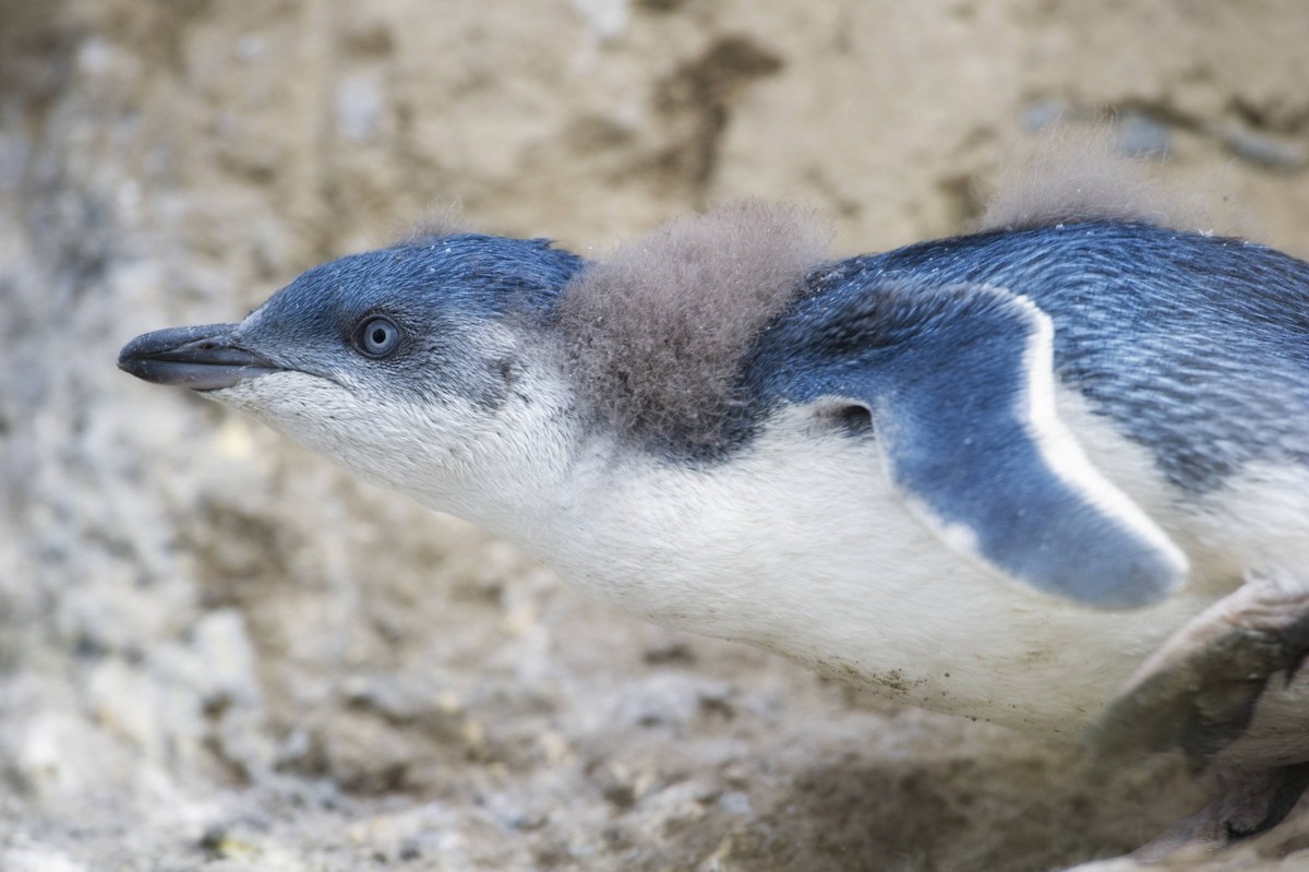 Juvenile White-flippered Penguin (Eudyptula minor albosignata) with some downy feathers remaining, Canterbury, New Zealand November. PUBLICATIONxINxGERxSUIxAUTxONLY 1409260 OlexxJorgenxLiodden

Juveni ...