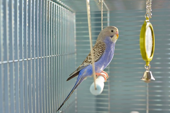 Indigo Budgerigar parrot in his cage; Indigo Budgerigar Papagei
