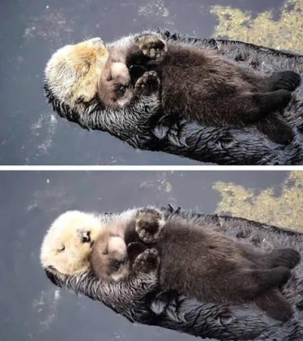 Otter-Mutter mit Jungtier

https://www.threads.com/@sarcastic_desert_ferret/post/DeBNjOpDCLI/media?xmt=AQG0zEOa6qNVZyC1WXPRfvXYpgVnvDzUPDYcdQBIK7lBfwgriRGoqYiDJMlybS0h1EDwI_LJ