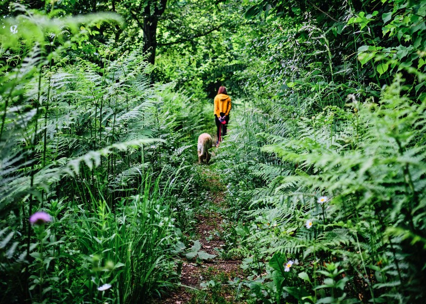Eine Frau spaziert mit ihrem Hund durch den Wald.