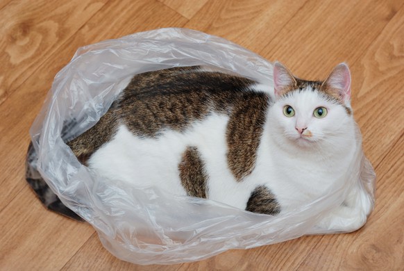 Quelle: <a href="http://www.catster.com/lifestyle/cat-health-behavior-why-do-cats-lick-plastic-bags" target="_blank">catster</a><br data-editable="remove">