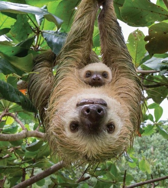cute news tier sloth faultier

https://ch.pinterest.com/pin/606860118552804455/