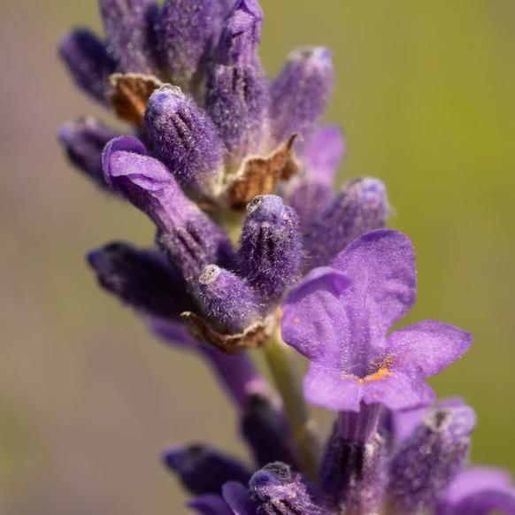 Lavendel (Lavandula angustifolia)