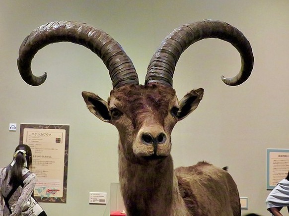 Pyrenäensteinbock