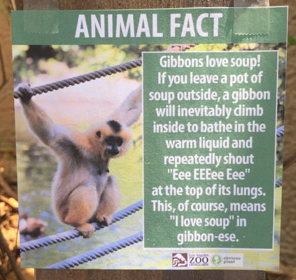 «Gibbons lieben Suppe! Wenn du einen Topf Suppe draussen stehen lässt, wird unweigerlich ein Gibbon reinklettern, um in der warmen Flüssigkeit zu baden und dabei mit voller Kraft ‹Eee EEEee Eee› zu sc ...