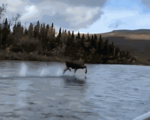 Animiertes GIF