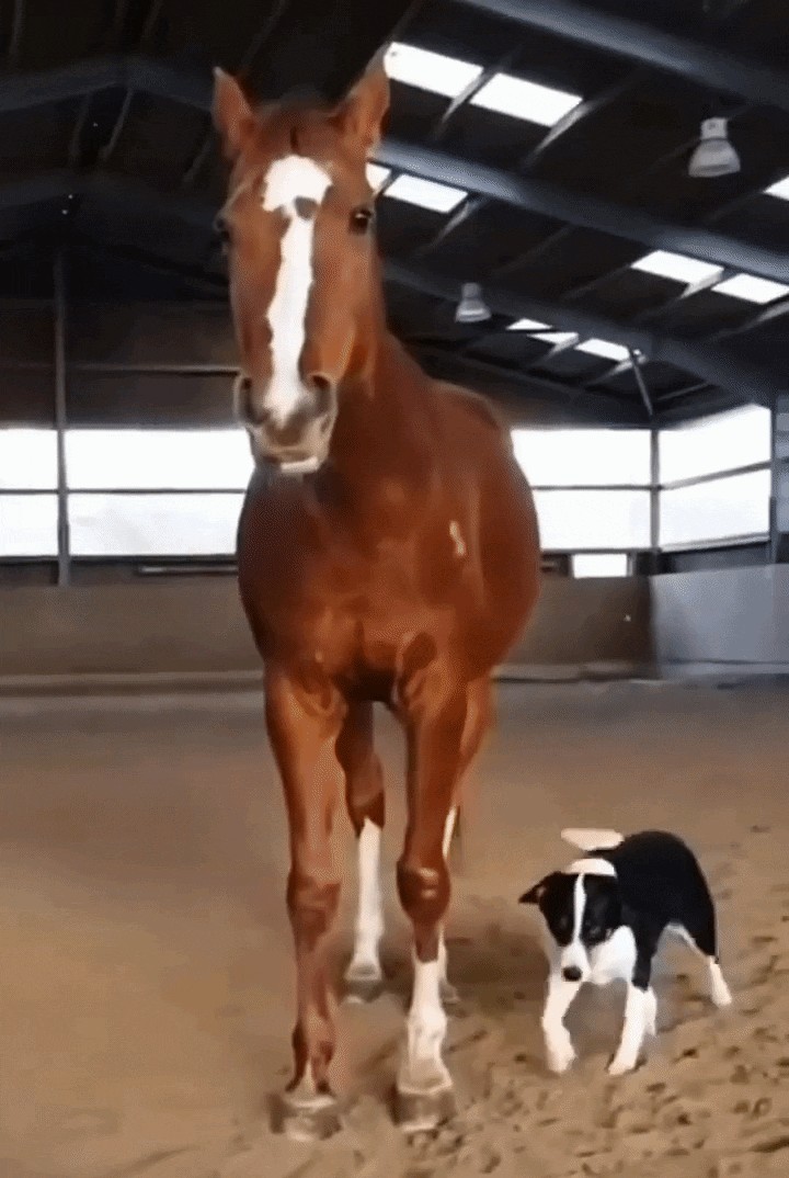 Animiertes GIF
