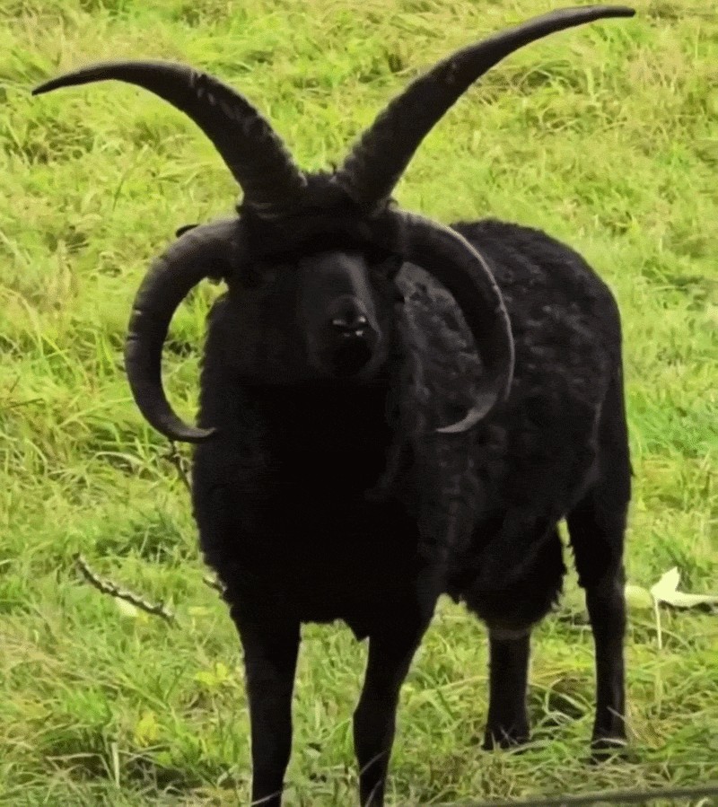 Animiertes GIF