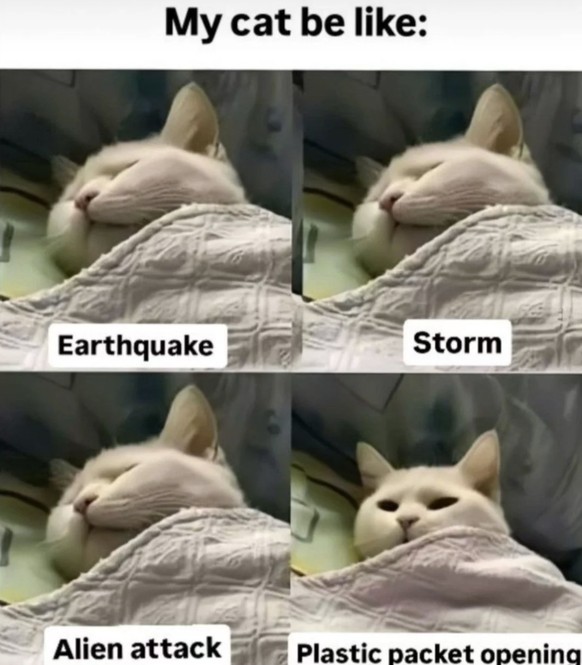 Lustige Tier-Memes für Cute News