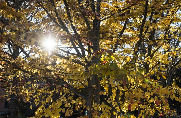 Die Sonne scheint durch gelb gefaerbte Blaetter eines Herbstbaumes im Park Kleine Schanze in Bern, am Samstag, 7. November 2015. (KEYSTONE/Dominic Steinmann)