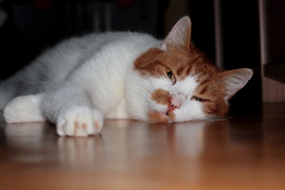 https://pixabay.com/de/kater-katze-hauskatze-nase-323035/