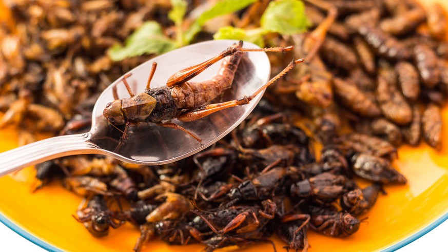 insekten insects insect insekt essen food grillen mehlwürmer grillen