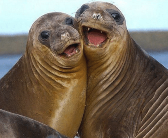 Seal
Cute News
https://me.me/i/20596992