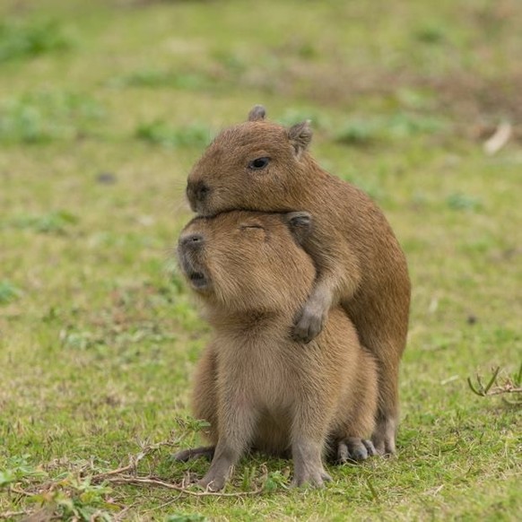 cute news animal capybara https://imgur.com/t/capybara/DdQTq10