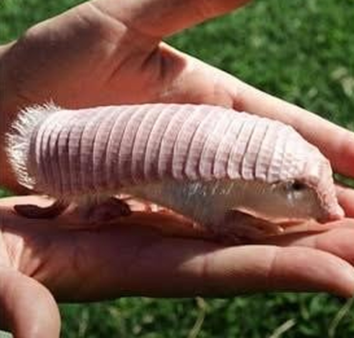 cute news tier gürtelmull

https://www.reddit.com/r/NatureIsFuckingLit/comments/1j900dr/the_rare_pink_fairy_armadillo_they_are_native_to/