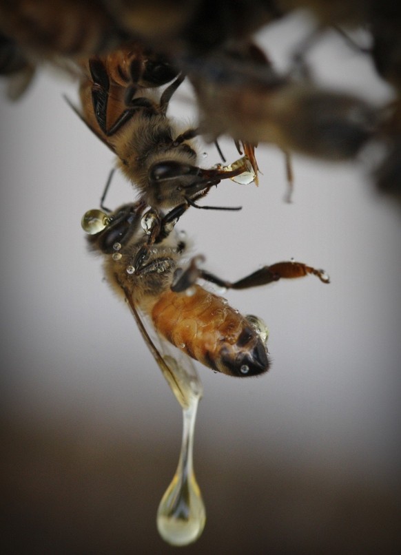 Honey dripping from a bee as the honeycomb is lifted out of the beehive at the village of Ein Yahav in southern Israel on Monday, Sept. 22, 2008. Jews around the world will dip an apple in honey on th ...