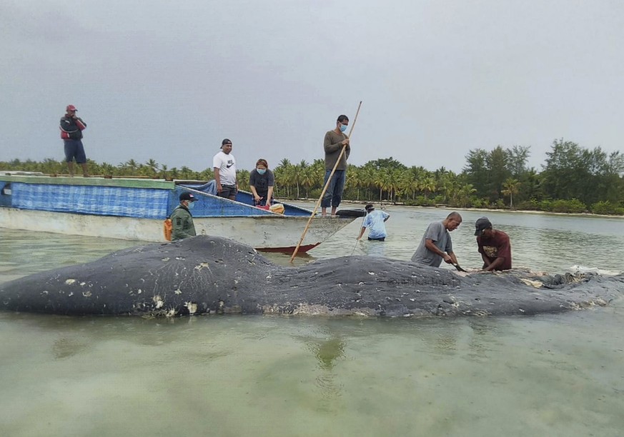 In this undated photo released by Akademi Komunitas Kelautan dan Perikanan Wakatobi (Wakatobi Marine and Fisheries Community Academy or AKKP Wakatobi), researchers collect samples from the carcass of  ...