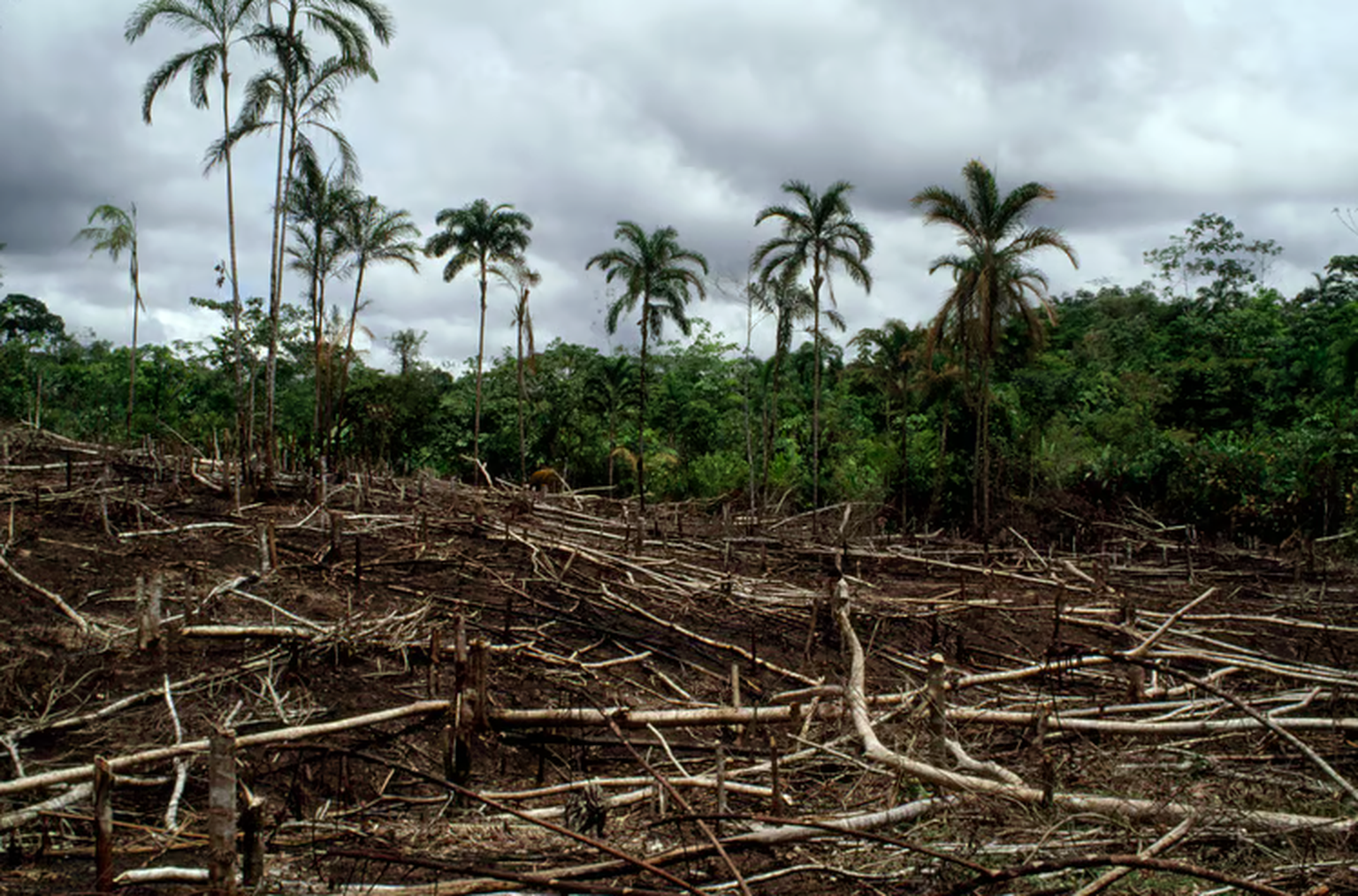 Die Abholzung des Amazonas-Regenwaldes schreitet voran.