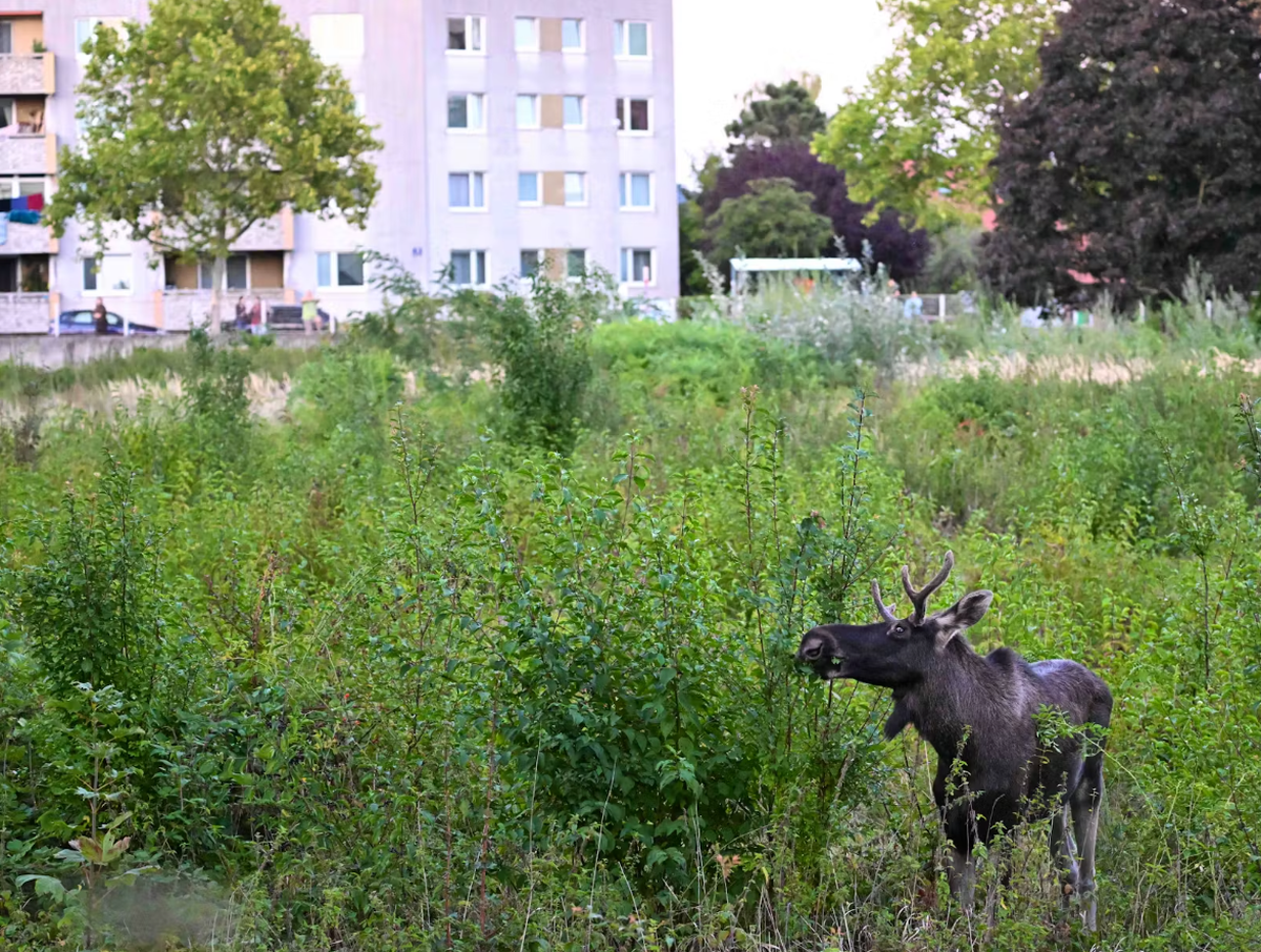 «Emil» war einen Monat in Österreich unterwegs.