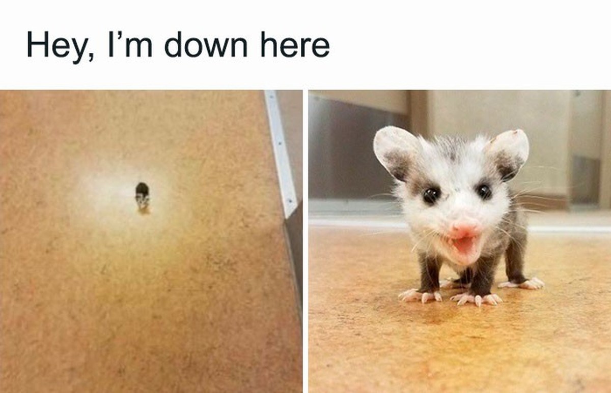 Coole Tiere, die sehr klein sind: Opossum