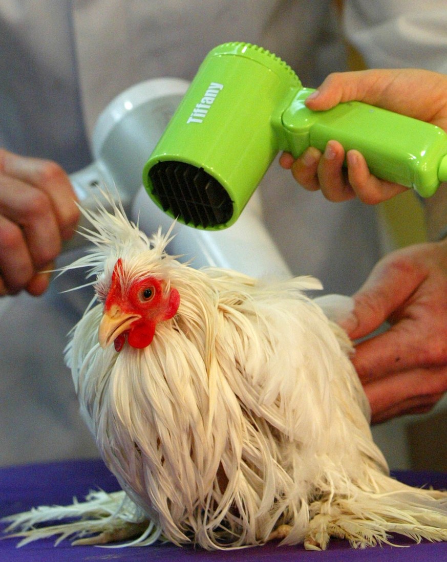 A small Pekin chicken is blown dried after a poultry wash demonstration at the Royal Easter Show in Sydney Thursday, April 8, 2004. The Royal Easter show is an annual event where country meets city sp ...