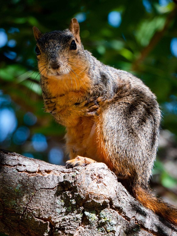 squirrel eichhörnchen animal tier cute news

https://imgur.com/t/squirrel/Xzio1fq