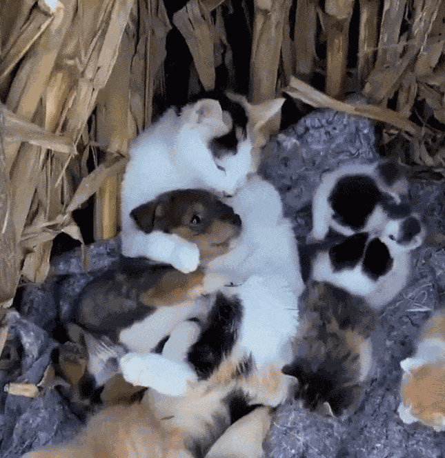 Animiertes GIF