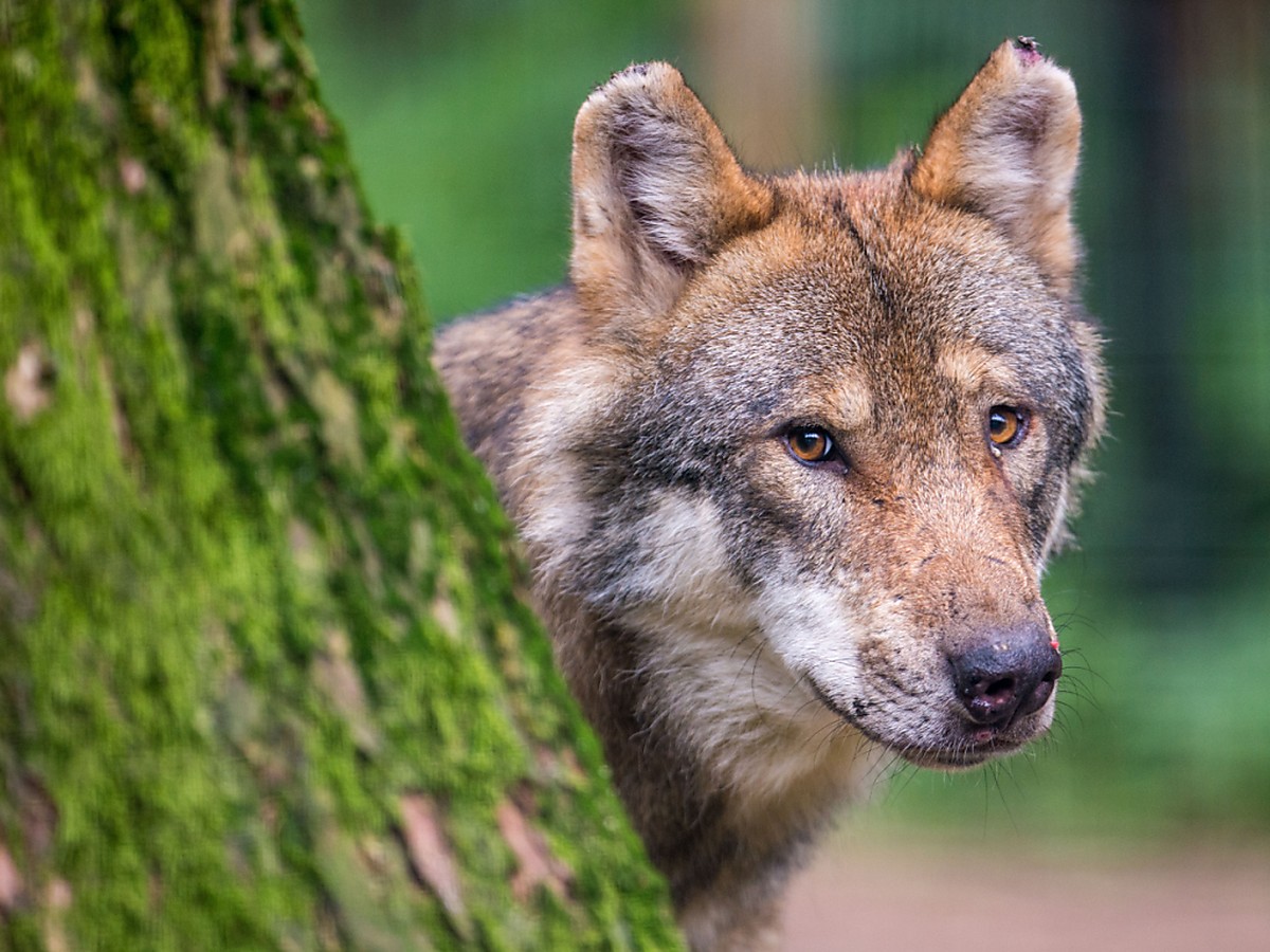 Un loup sévit depuis plusieurs semaines dans le Jura bernois suscitant la colère et l'inquiétude des agriculteurs (image d'illustration).