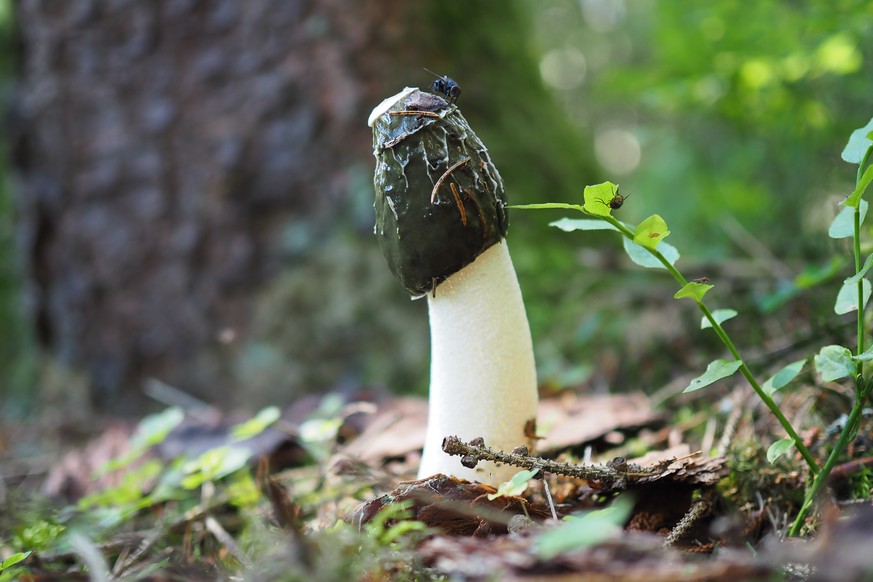 Common stinkhorn Phallus impudicus pilz funghi Gemeine Stinkmorchel
common stinkhorn