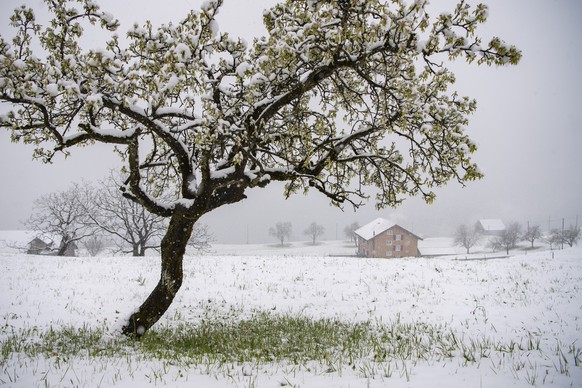 Blueten eines Obstbaumes sind oberhalb von Ennetbuergen im Kanton Nidwalden mit Eis und Schnee bedeckt, nachdem eine Kaltfront Schnee bis auf 600m ueber Meer brachte, am Freitag, 1. April 2022. (KEYST ...