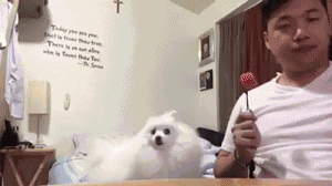 Animiertes GIF