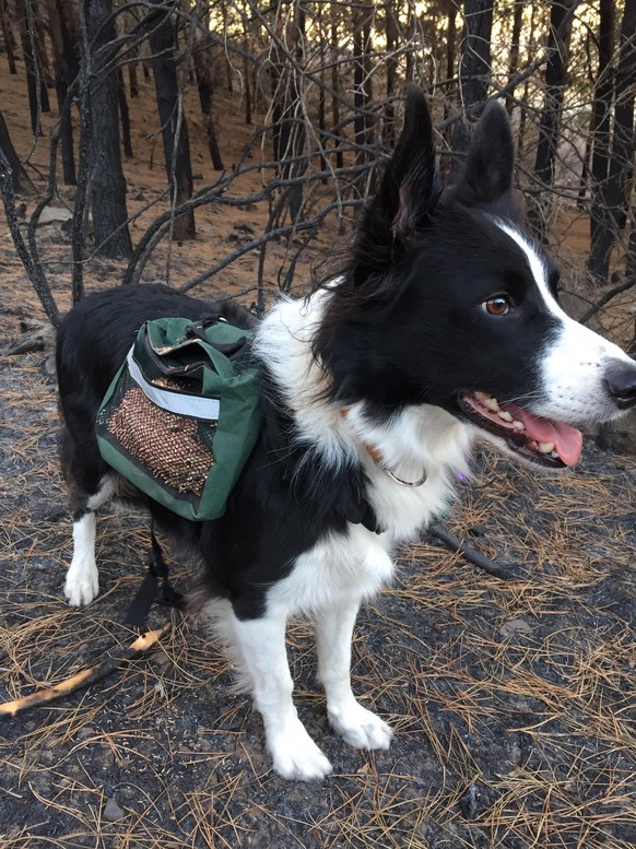 Während der Hund durch die Wälder rennt, fallen Samen auf den Boden.