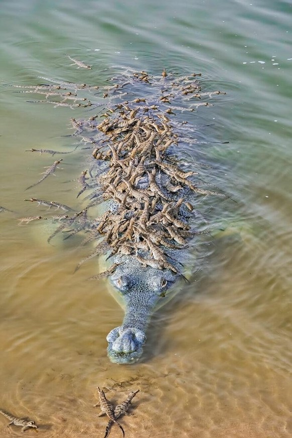 cute news tier krokodil

https://www.reddit.com/r/Damnthatsinteresting/comments/18lvmgv/an_adult_crocodile_carrying_babies_on_its_back_to/