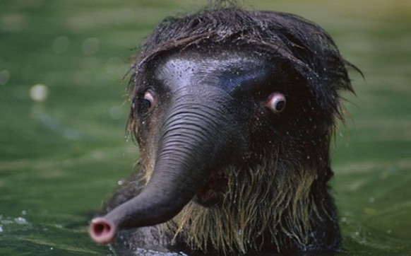 Unfotogene Tiere

https://www.reddit.com/r/funny/