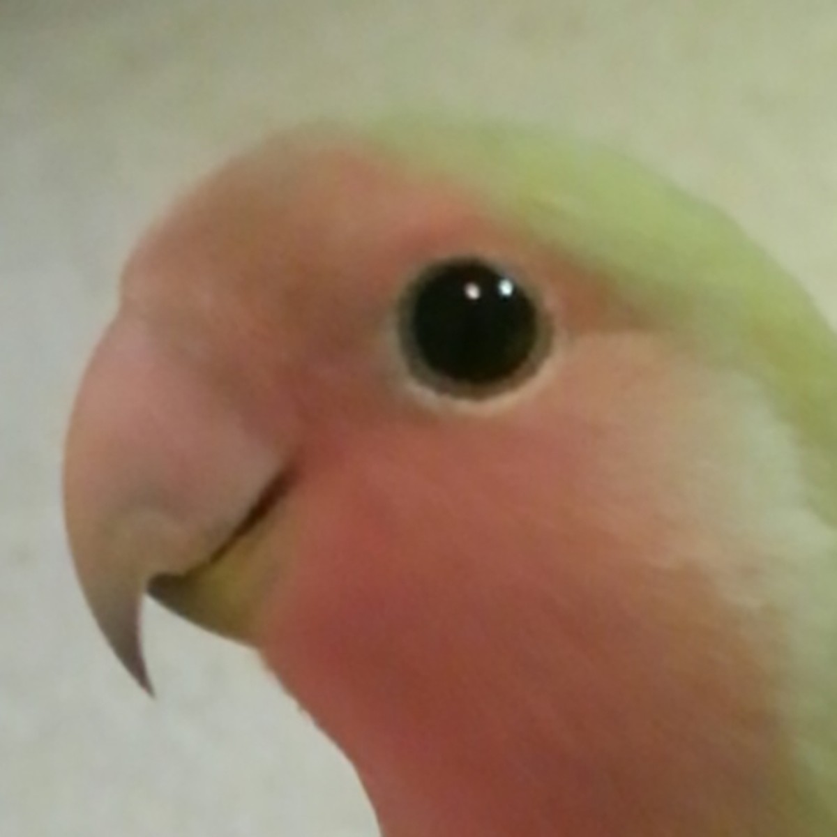 Papagei 3
Cute News
https://imgur.com/gallery/67tSocD