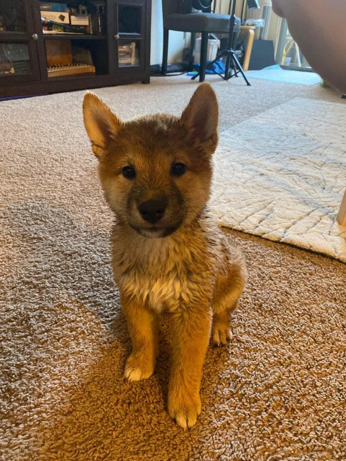 cute news hund dog tier animals