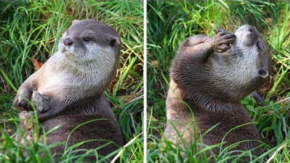 Otter
Cute News
http://imgur.com/gallery/1UNi1