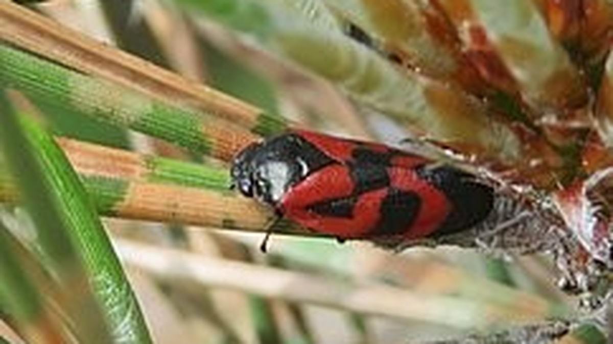 Zwei-Insektenarten-verursachen-erstmals-Sch-den-im-Schweizer-Wald