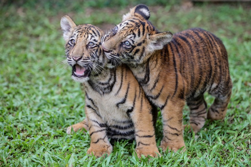 epa09991882 Two of three, 3-month-old Bengal Tiger (Panthera tigris tigris) cubs in their enclosure at the National Zoological Gardens at Dehiwala in Colombo, Sri Lanka, 02 June 2022. The parents of t ...