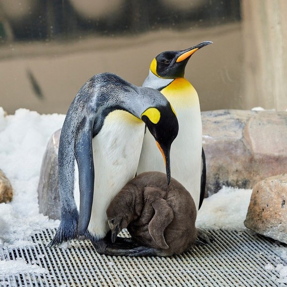 Königspinguin-Küken Pesto mit seinen Zieheltern Tango und Hudson. Geschlüft am 30. Januar 2024.