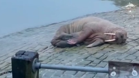 Walrus Walrus Thor Scarborough