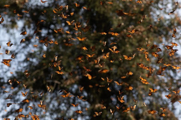 epa09101862 View of the monarch butterfly sanctuary, in the municipality of Ocampo, in the state of Michoacan, Mexico 27 March 2021. The monarch butterflies began their seasonal return to Canada this  ...