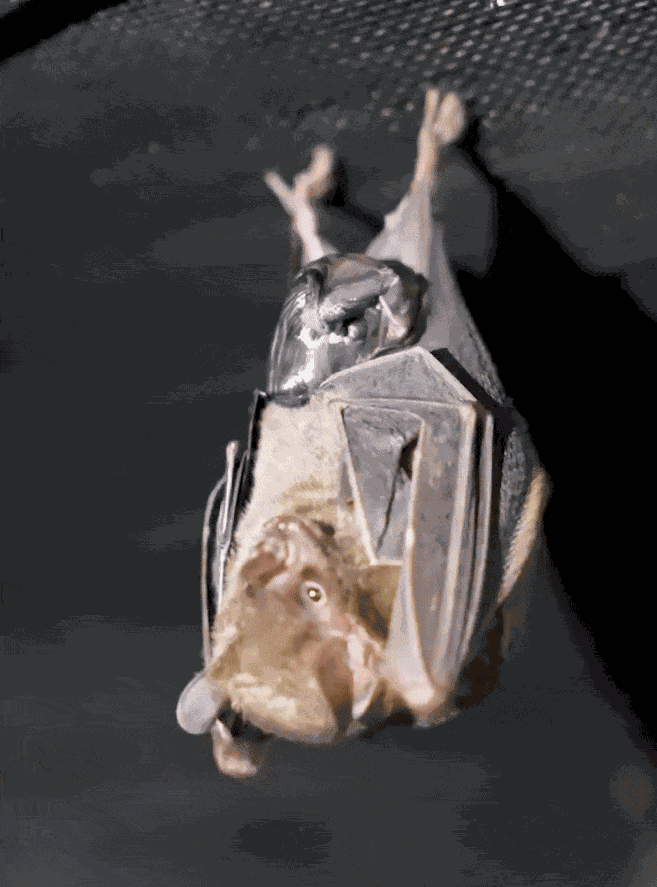 Animiertes GIF